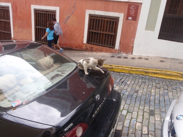 In San Juan there where few dogs but enough cats they where falling from the sky. They where everywhere. 