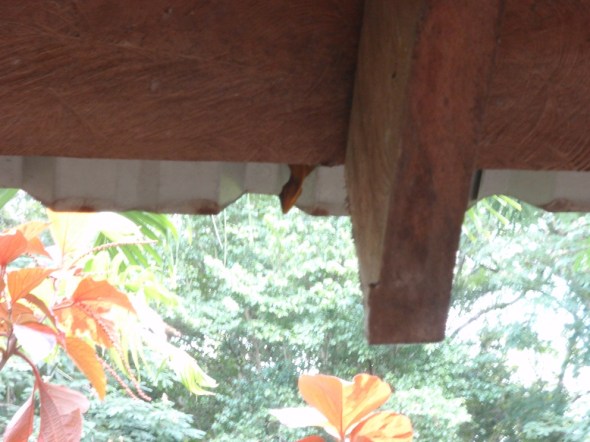 Green and blue lizards hanging out above our heads
