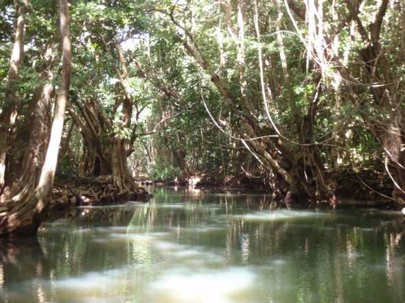 The Jungle is very thick now