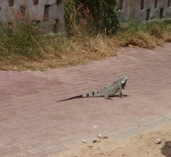 One of the many little Lizards 