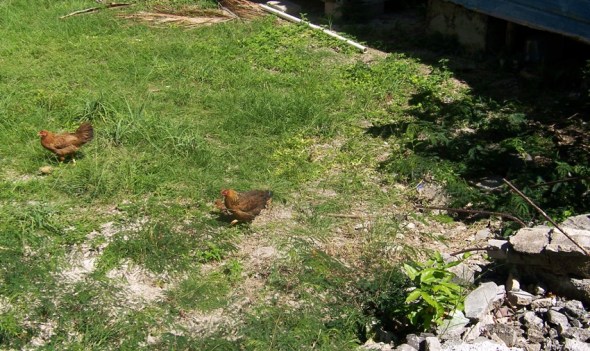 Picture of one of the thousands of chickens that would wake me up at sunrise. 