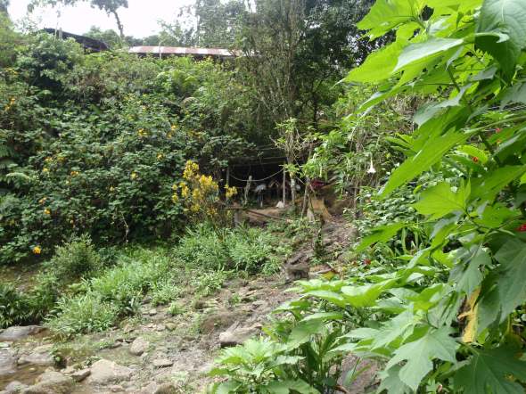 hiking into the jungle 