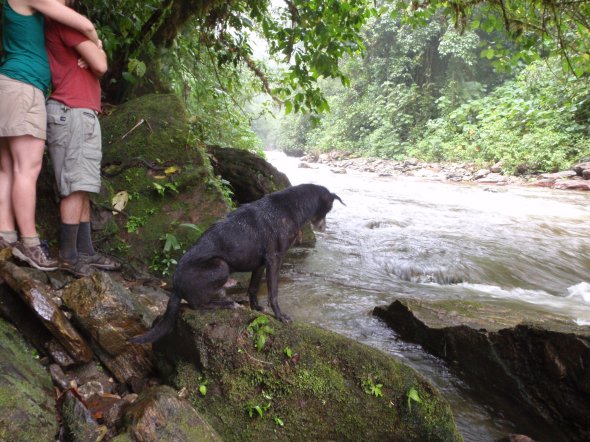 The Dog named Dollar because he follows the the teams up and down the trail like the value of the dollar up and down. 