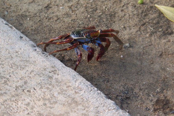 Now these little crabs freak me out! there like spiders that climb all over the docks and I dont like them very much. 