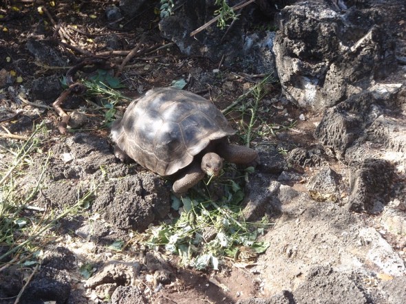 Really big tortoise , saw lots of these guys