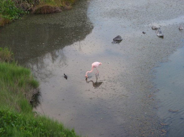 Picture of a Pink Flamingo  in the Flamingo Lagoon 