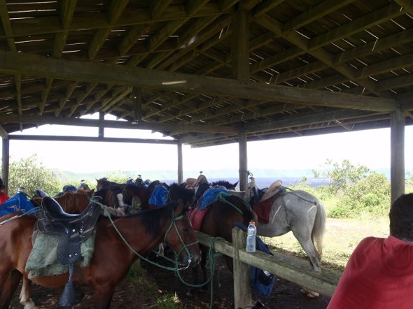 Horses on the trial to the Volcano. We hiked up the 10 mile round trip. 