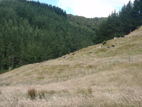 Starting out hiking through the sheep and cow pasture up into the mountains 