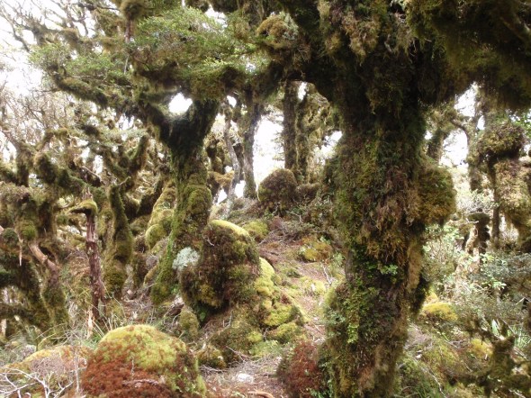 The trees and landscape began to grow into a magical world rather then a real reality. 