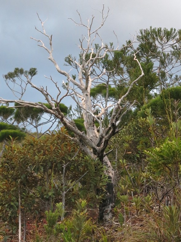 Nearing our first night campsite we enter a dead forest and the trees had alot of charm and beauty. 