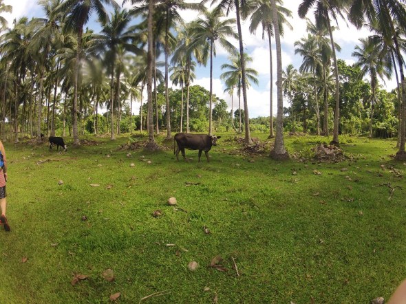 We then hiked through cow pastures and farm land. 