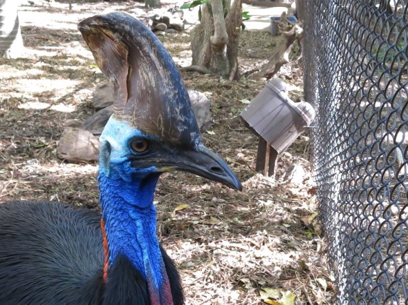 Yup Australia has Dinosaurs, I wonder how they taste?  