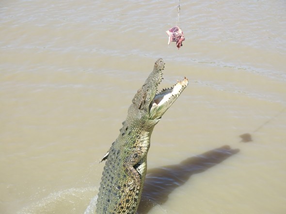 Crocodile got some air time. 