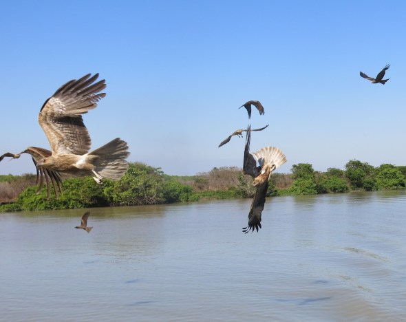 Absolute beauty, I want to be one. I could watch for hours. 